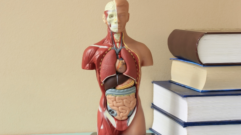 Anatomy and Physiology Basics